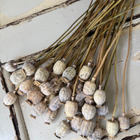Dried Poppy Pods / Papaver - natural brown