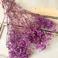 Preserved Baby's Breath