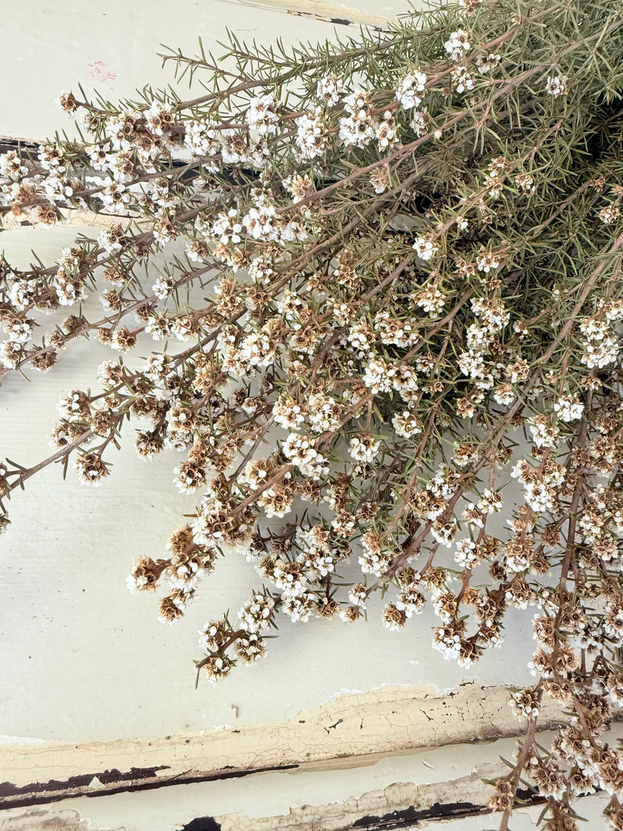 Naturally Dried Ti Tree / Tea Tree -  green white