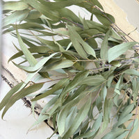 Naturally Dried Gum / Eucalyptus - natural green