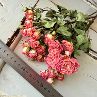 Dried Spray Mini Rose