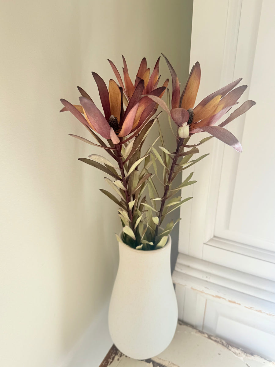 Naturally Dried / Preserved Leucadendron - Native