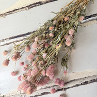 [Natural & Deep Colours] Outlet & Samples