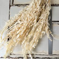 Outlet & Sample [flower stems / greenery]