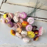 [Natural & Deep Colours] Outlet & Samples