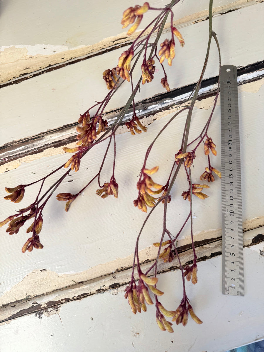 Preserved / Naturally Dried Kangaroo Paw
