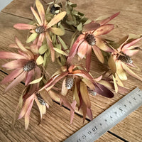 Naturally Dried Leucadendron - Australian Native