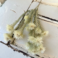 Naturally Dried Philyca Flowers - natural green beige