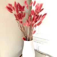 Dried Bunny Tail / Lagurus Ovatus