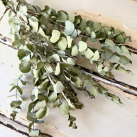 Naturally Dried Gum / Eucalyptus - natural green