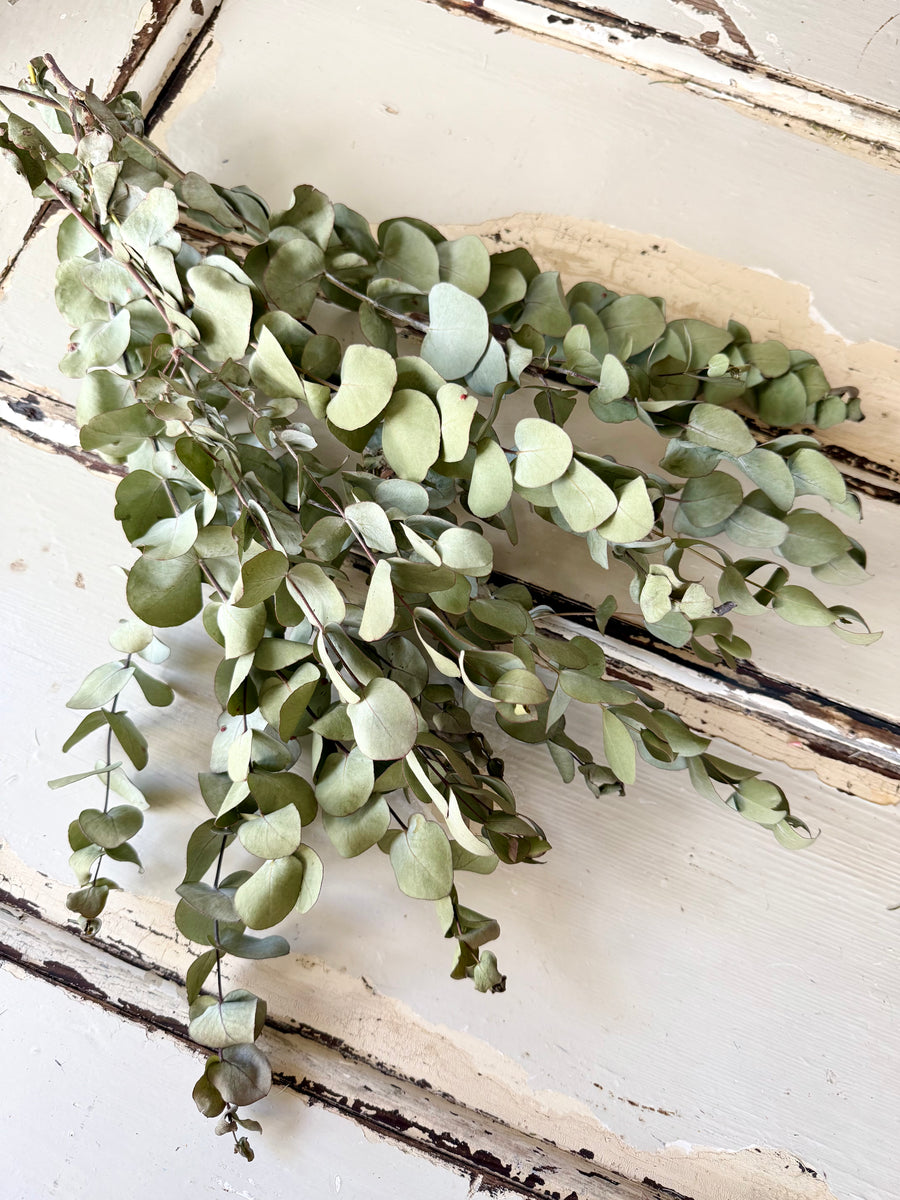 Naturally Dried Gum / Eucalyptus - natural green