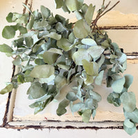 Naturally Dried Gum / Eucalyptus - natural green