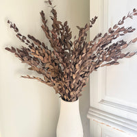 Preserved Eucalyptus / Gum