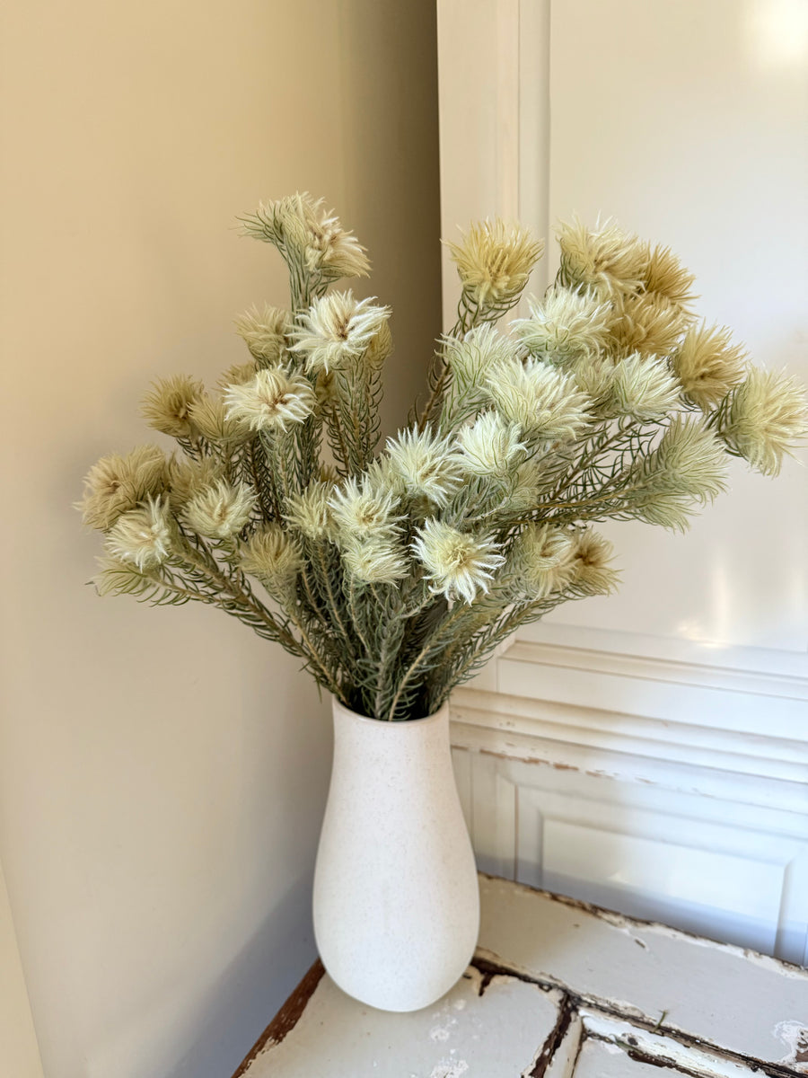 Naturally Dried Philyca Flowers - natural green beige