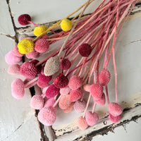 Outlet & Sample [flower stems / greenery]