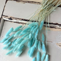 Dried Bunny Tail / Lagurus Ovatus