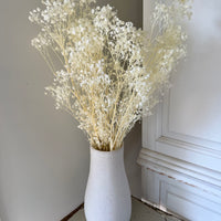 Preserved Broom Bloom / Genista