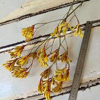 Preserved / Naturally Dried Kangaroo Paw