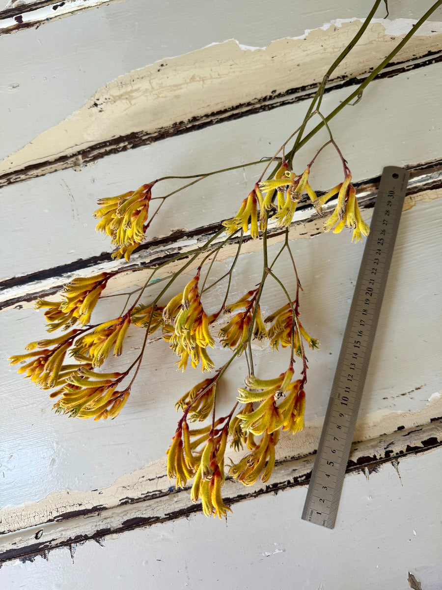 Preserved / Naturally Dried Kangaroo Paw