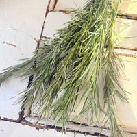 直销店 &amp; 样品 [花茎 / 绿叶]