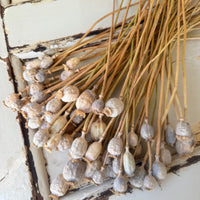 Naturally Dried Poppy Pods* / Papaver - natural brown