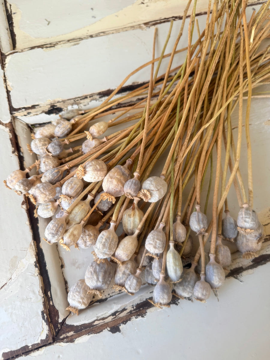 Naturally Dried Poppy Pods* / Papaver - natural brown