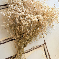 Outlet & Sample [flower stems / greenery]