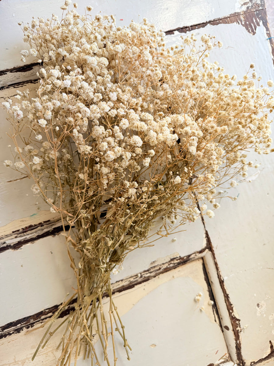 Outlet & Sample [flower stems / greenery]