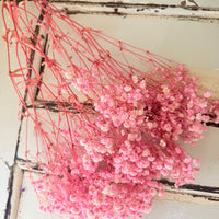 Preserved Baby's Breath