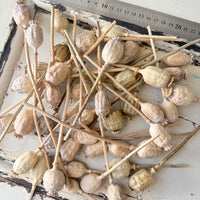 Dried Poppy Pods / Papaver - natural brown