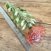天然干燥的班克西亚和帝王花以及帝王花 - 澳大利亚本土