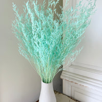 Soft / Vivid Hue Preserved Limonium | Misty | Sea Lavender