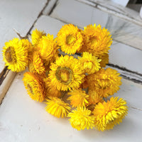 Dried Strawflower Daisy flower bunch - Helichrysum / Everlasting / Paper Daisy - stems / heads - Australian Native