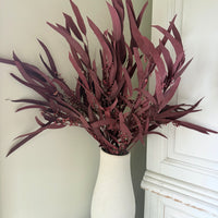 Preserved Eucalyptus / Gum