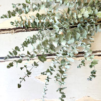 Naturally Dried Gum / Eucalyptus - natural green