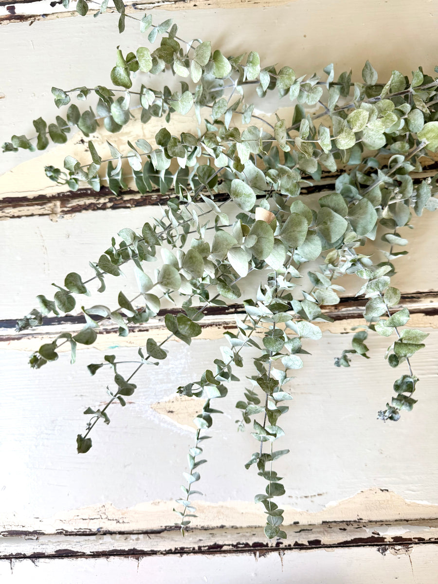 Naturally Dried Gum / Eucalyptus - natural green