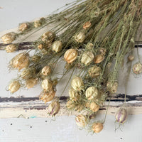 Dried Nigella Pod