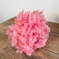 Preserved Hydrangea Stem
