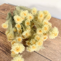 Dried Philyca Flowers - natural green beige