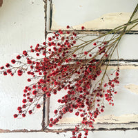 Dried Stirlingia with pods