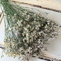 Preserved Crystal Grass / Caspea