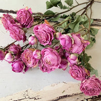 Dried Spray Mini Rose