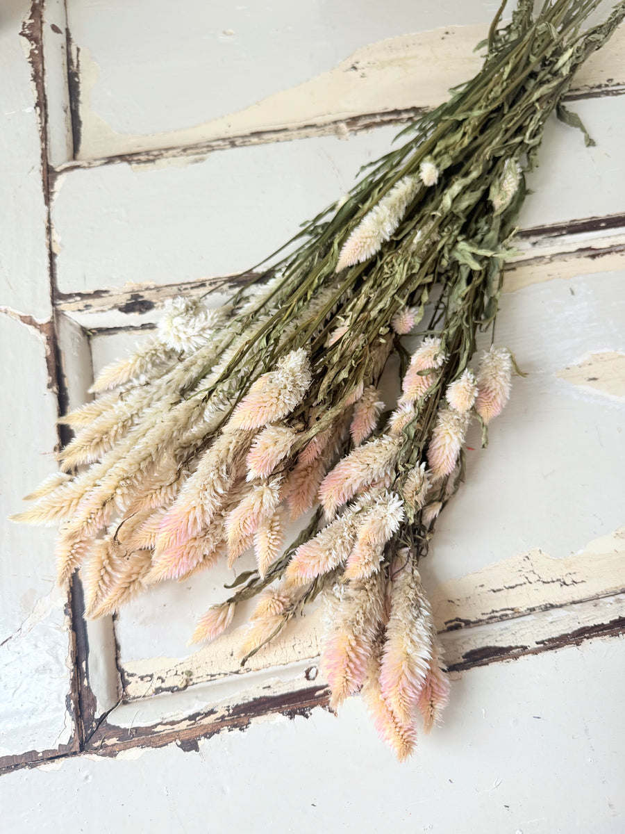 　[Deep & Natural Colours] Outlet & Samples