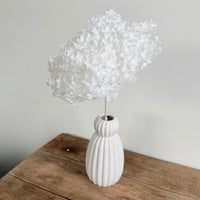 Preserved Hydrangea Stem