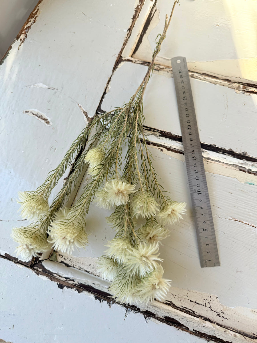 Naturally Dried Philyca Flowers - natural green beige