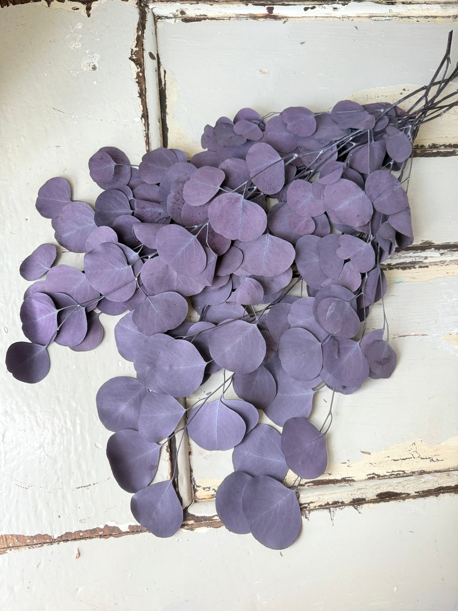 保存的桉树/树胶