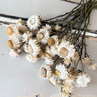 Naturally Dried Helichrysum - Everlasting / Paper Daisy / Strawflower - stems / heads