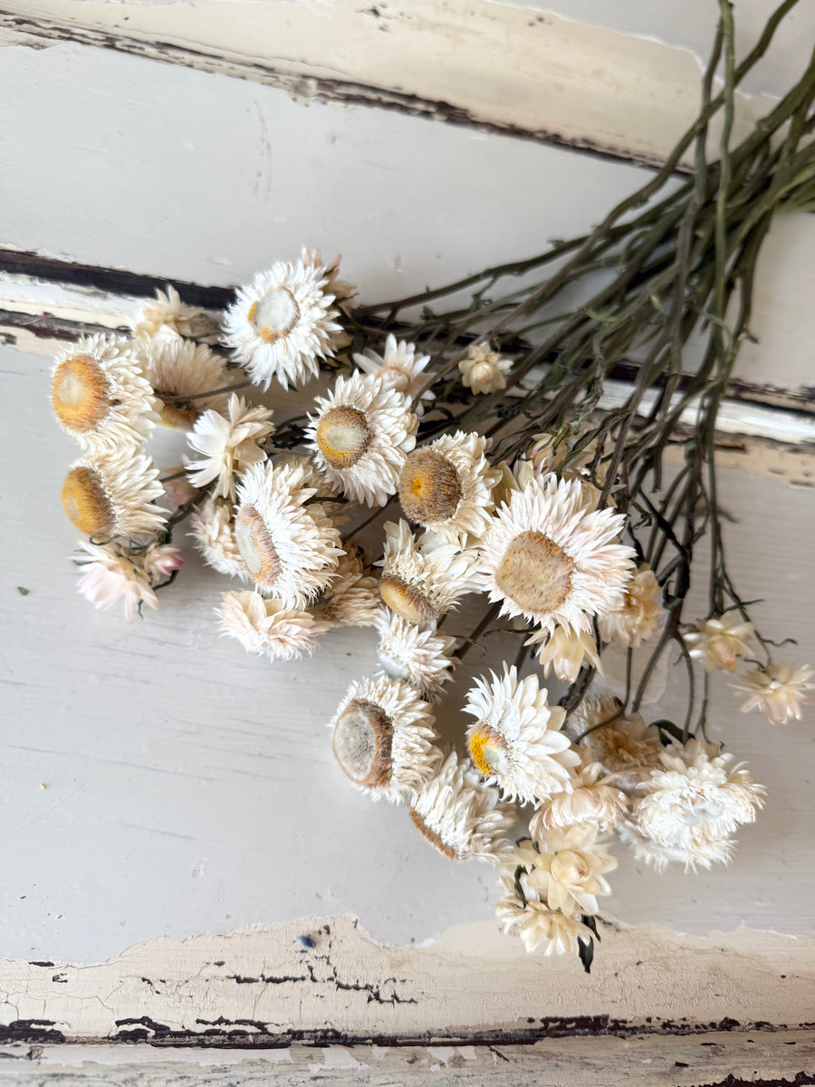 Naturally Dried Helichrysum - Everlasting / Paper Daisy / Strawflower - stems / heads