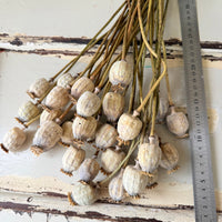 Dried Poppy Pods / Papaver - natural brown