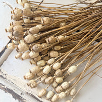 Dried Poppy Pods / Papaver - natural brown